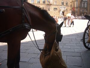 Horse eating hay in Florence