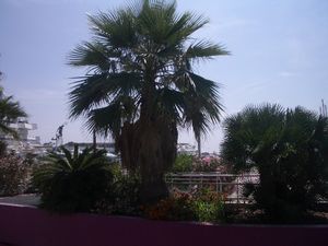 Palm trees in Cannes