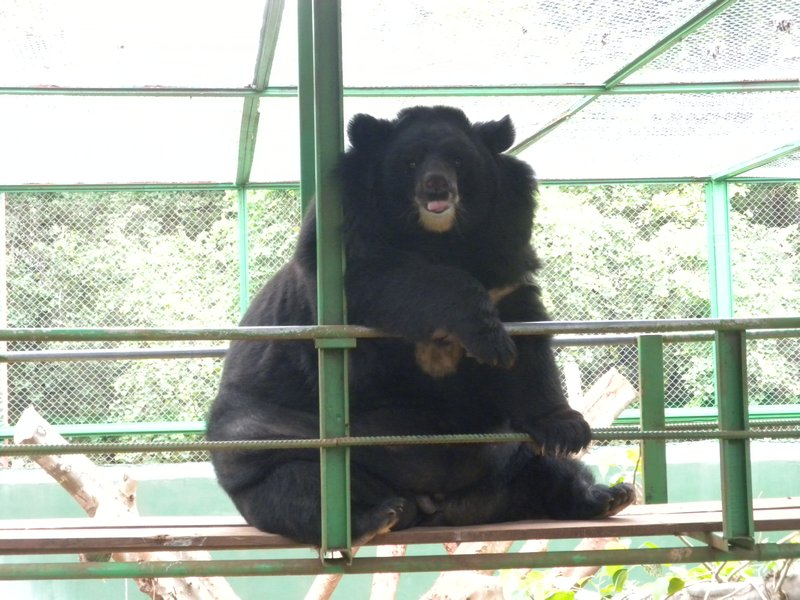 Massive Bear!