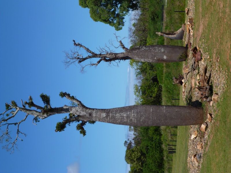 Queensland tree
