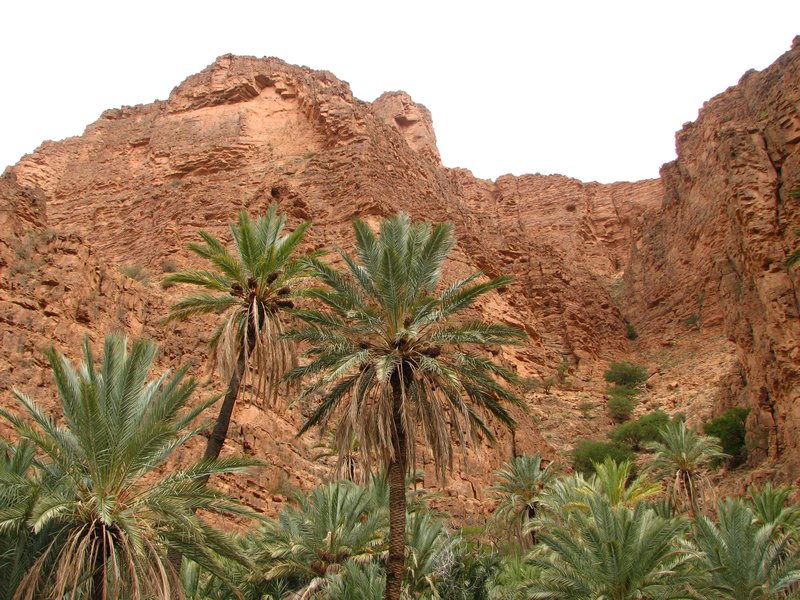 Palm trees and rocky outcrops