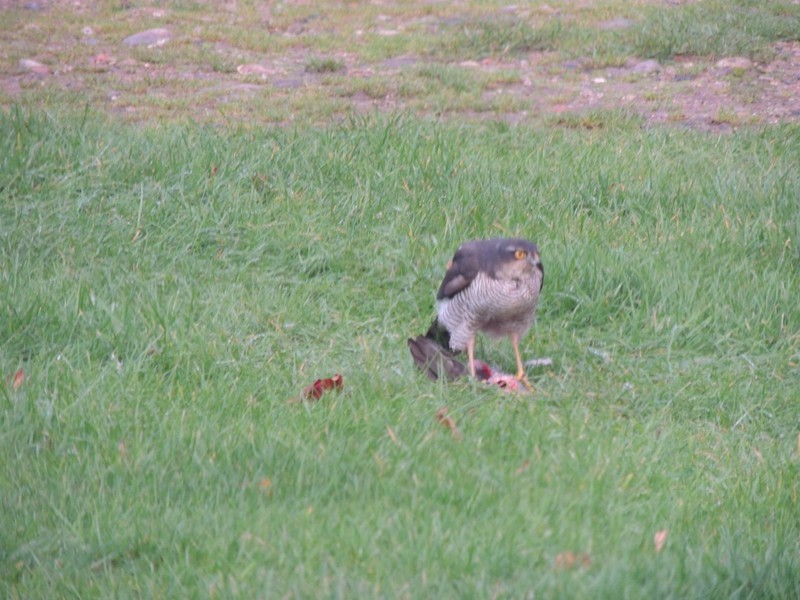 Sparrow Hawk devouring pigeon outside our motorhome