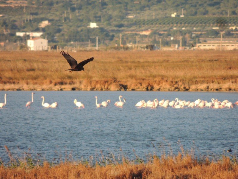 Fabulous Ebro Delta - Marsh Harrier& Flamingos