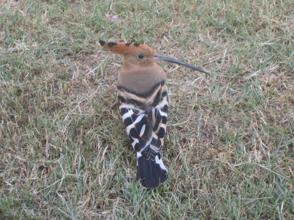 My Indian bird 'the hoopoe' i have a strong infatuation...