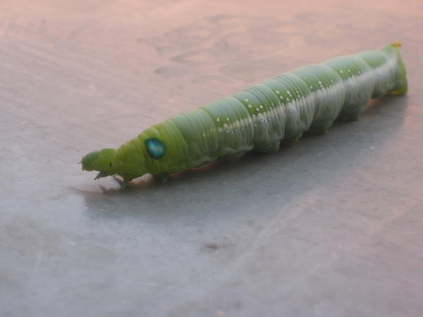 The most amazing caterpillar you've ever seen!
