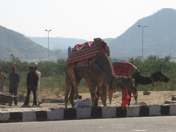 Rajasthan locals