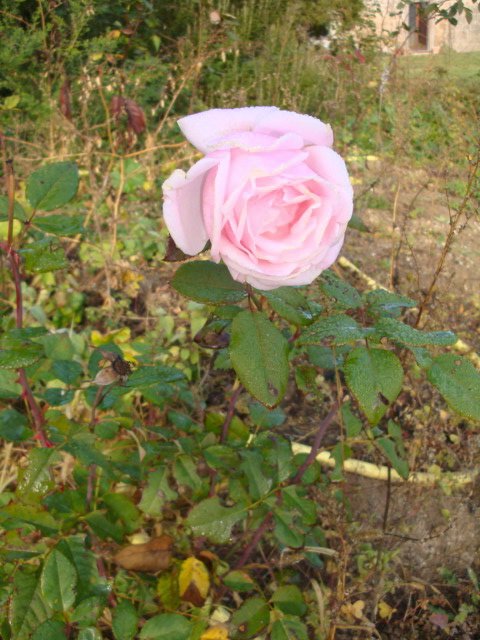 A rose making a big mistake blooming in December