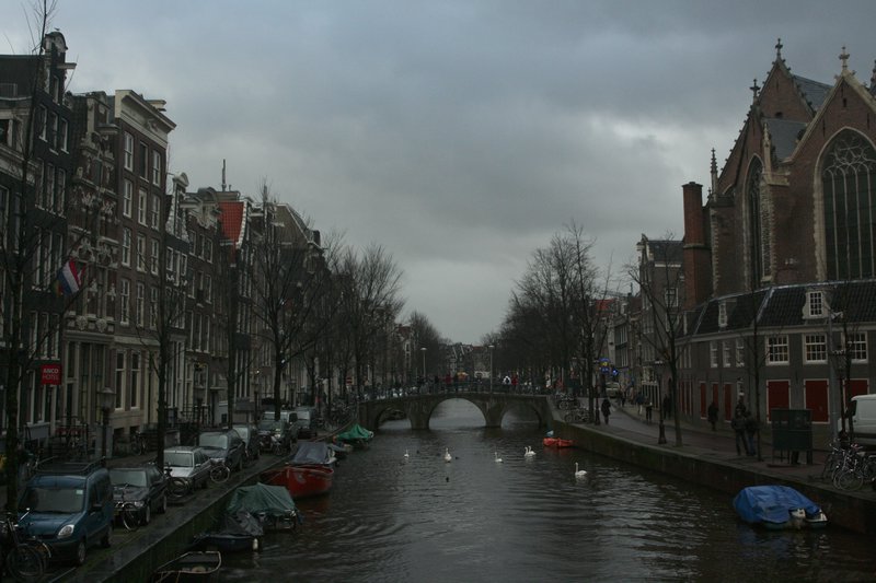 Swans in a Canal