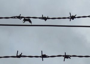 Bird and Barbed Wire