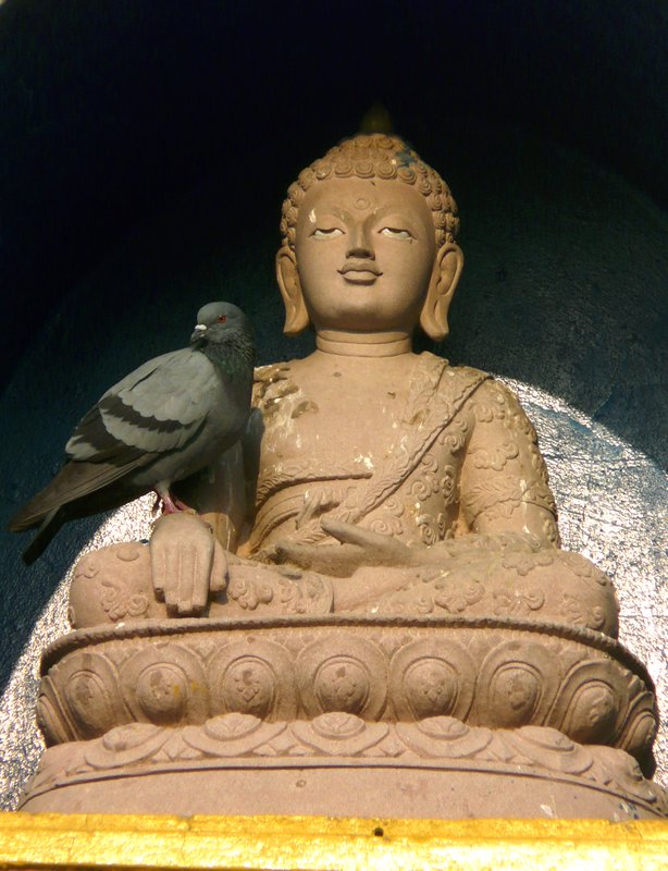 Pigeon and Buddha