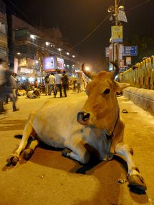 Cow Celebrating the Puja