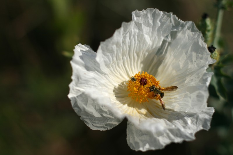 Prickly Poppy + Bee