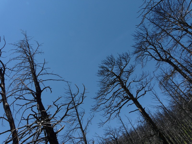 Burnt Lodgepole Pine