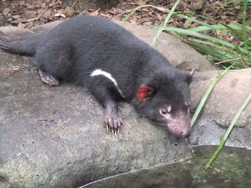 Tasmanian Devil 