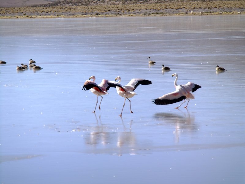Skating Flamingos