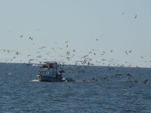 Fishing Boat Surrounded by Birds