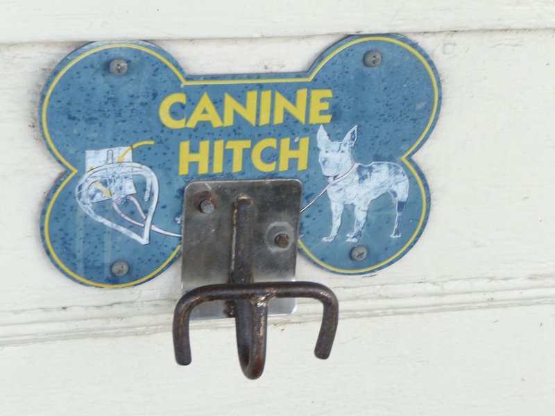 Dog Hitch