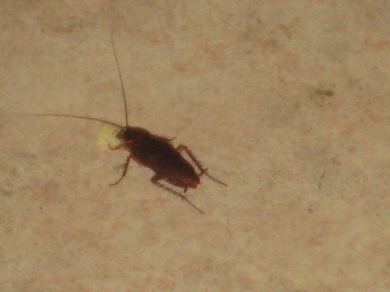 Random cockroach