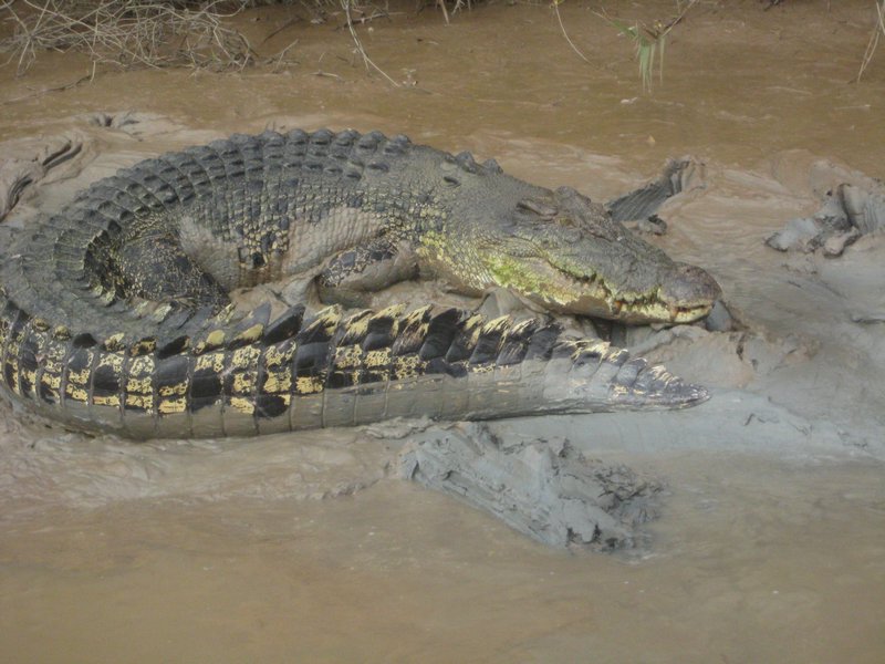 Croc in the mud