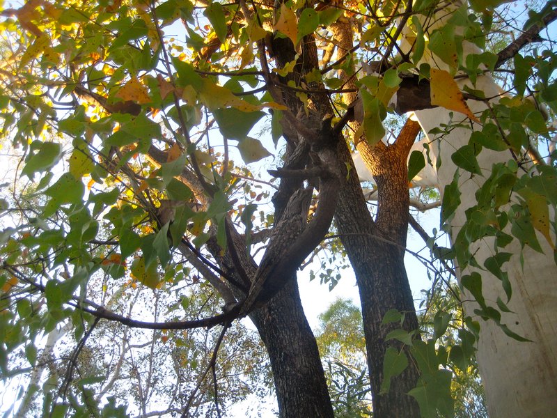 Can you spot the Frogmouths?