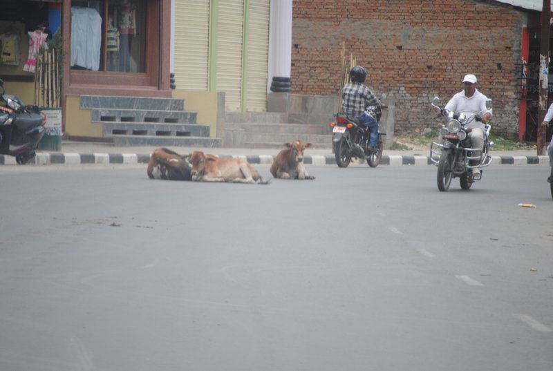 Cows sitting in the middle of the road