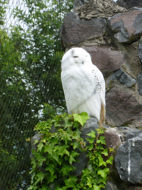 Hedwig?