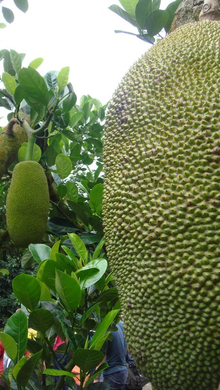 Giant Jackfruits