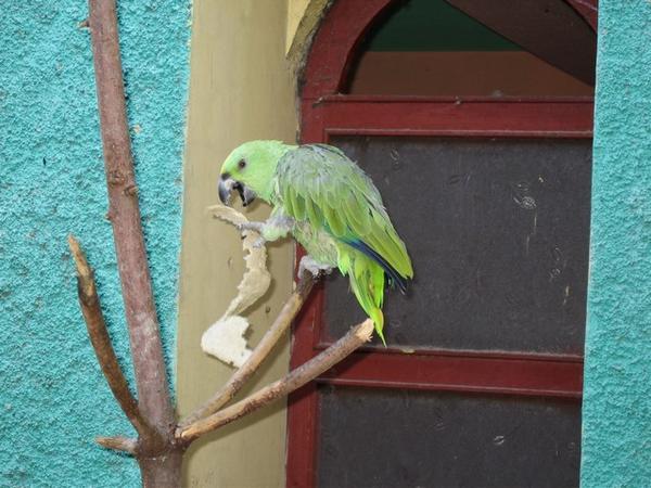 Latin Parrots