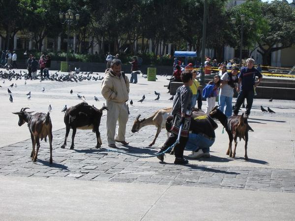 .Guatemala city, main plaza