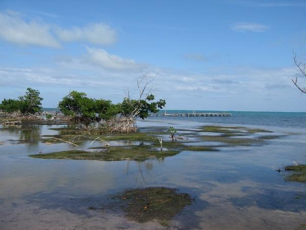 .The mangroves of Caye Caulker, Belize
