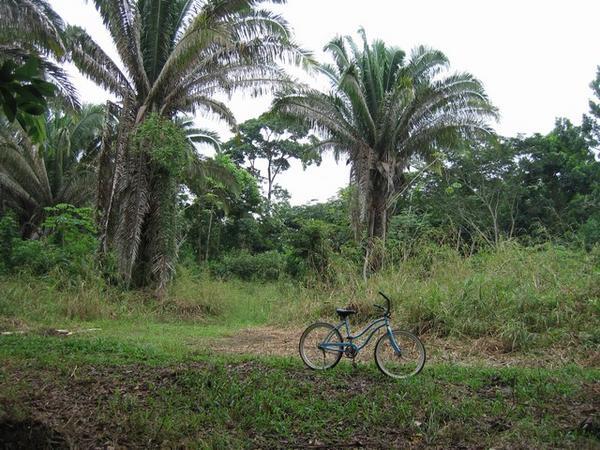 My jungle bikeride in Dangriga