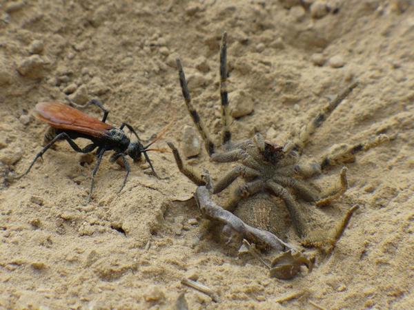 the tarantula wasp | Photo