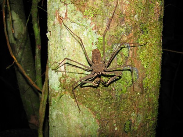 Scorpion Spider