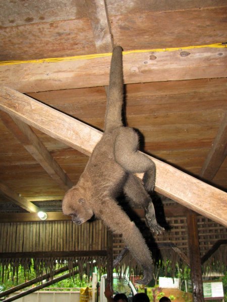 monkeys swinging from the rafters