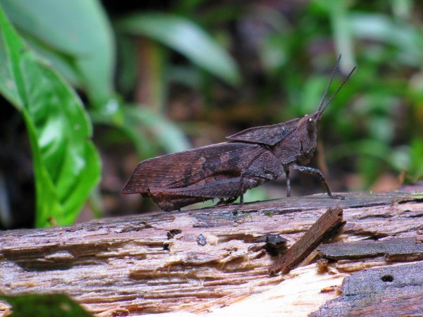 a sneaky grasshopper