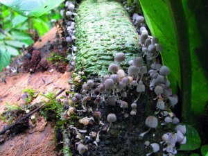 jungle mushrooms
