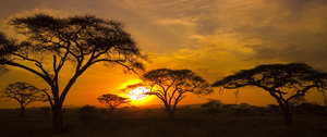 Sunset in the Serengeti
