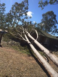 Gum tree that fell on their house. 
