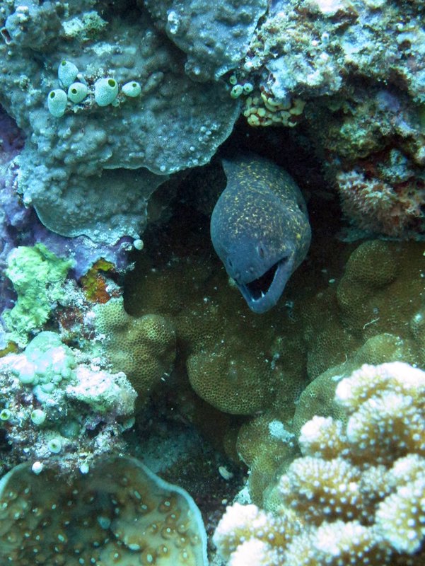 Moray Eel coming out of its house