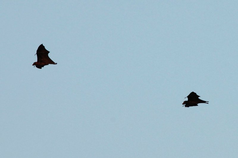 Flying foxes - huge bats