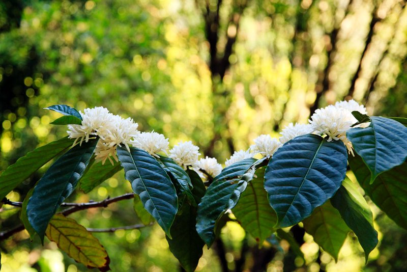 Flowering coffee bush