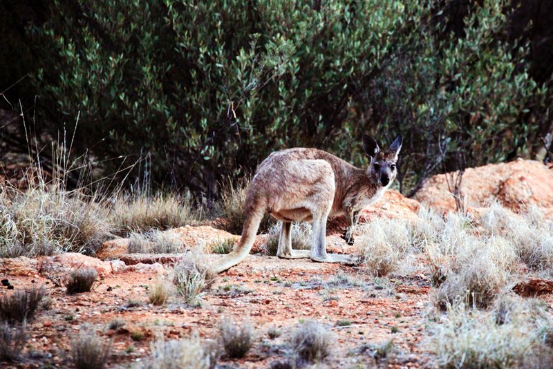 First kangaroo