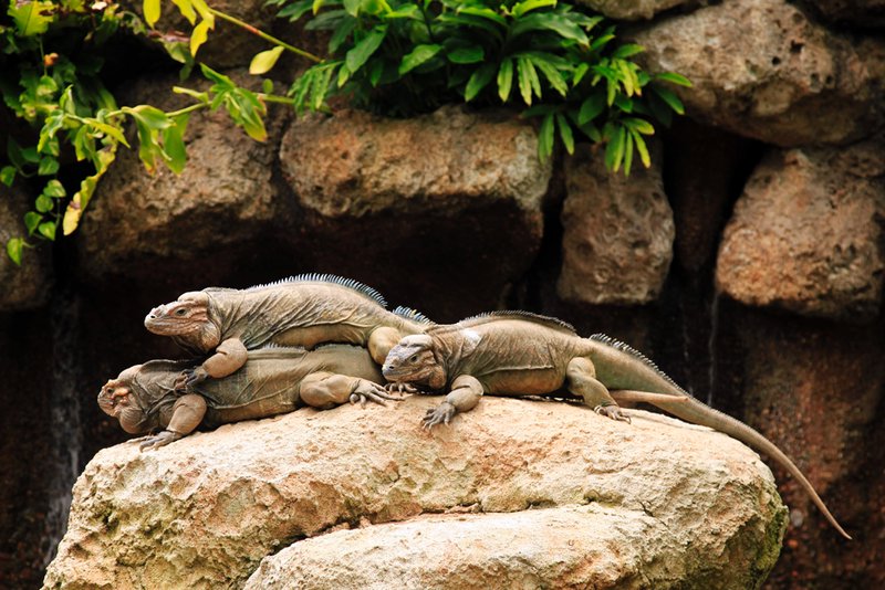 Iguana family