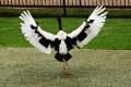 Black-necked Stork landing on the arena