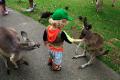 Ieuan feeding the kangaroos