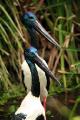 A pair of black-necked Stork