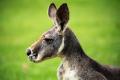 Thoughtful grey kangaroo