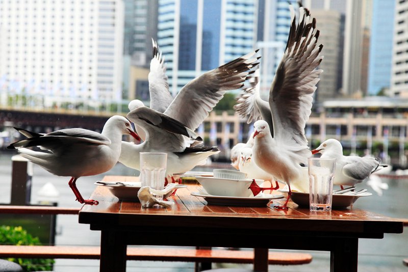 Birds attact the seafood