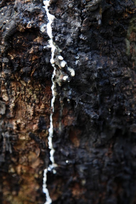 Natural rubber running down from the tree