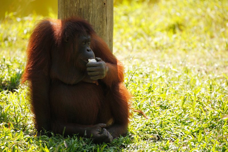 Orang-utan eating in the shade